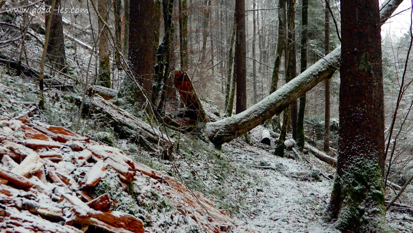 Pot v gozdu prekrita z malo snega