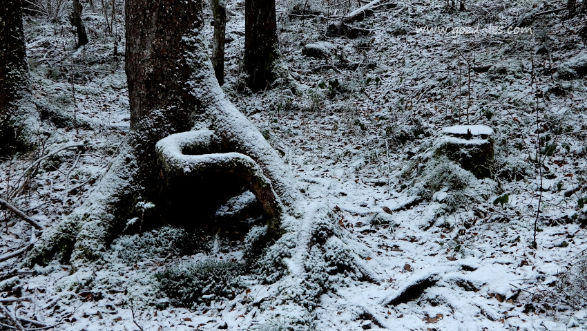 Zanimivo drevo v snegu ob poti