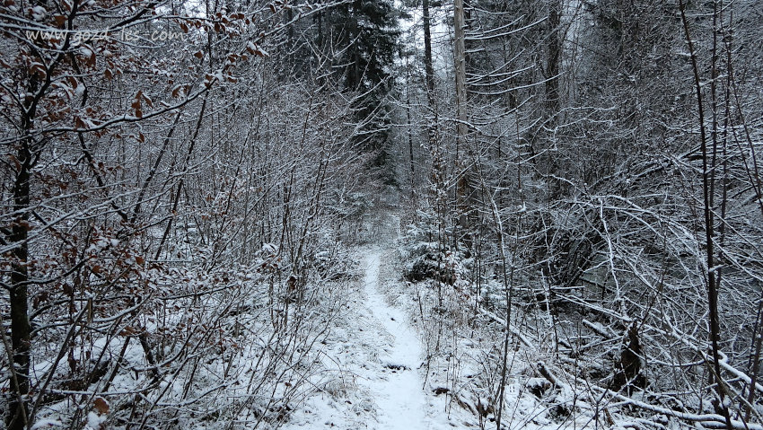 Gozdna pot skozi letvenjak v snegu