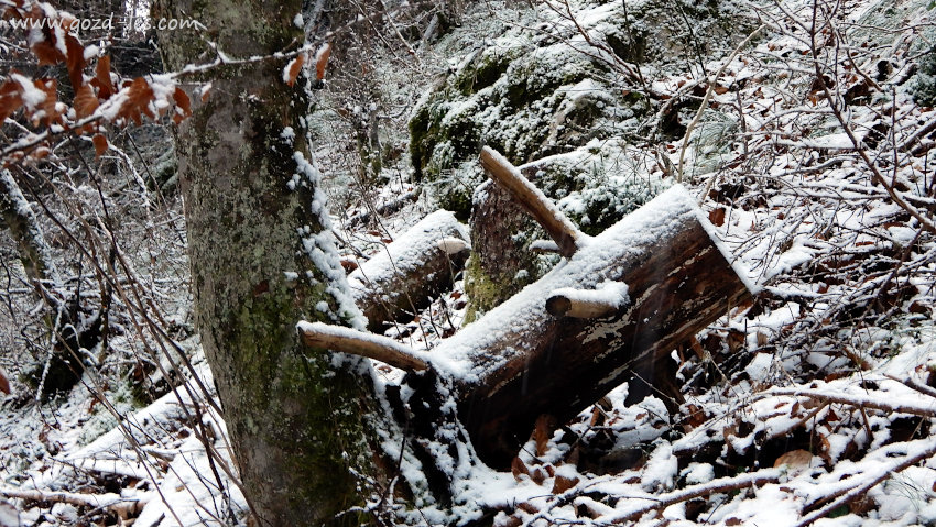 Propadajoči les v gozdu pod snegom