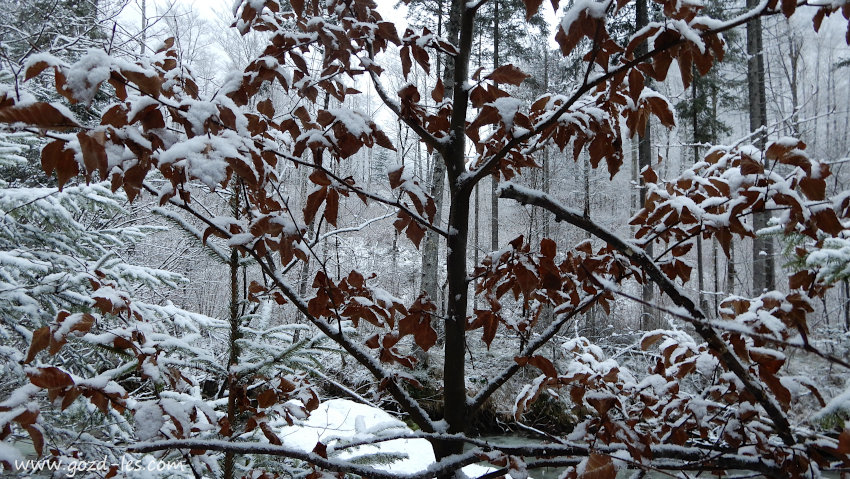 Mlada bukev s suhim listjem v snegu