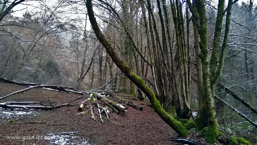 Redek gozd v zimskem času