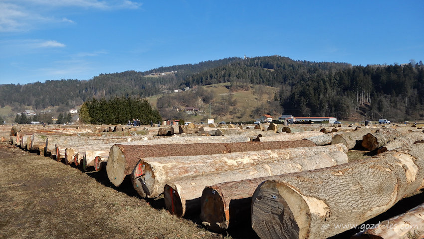 Pogled na hlode na dražbi lesa