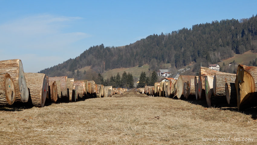 Prazna licitacija lesa