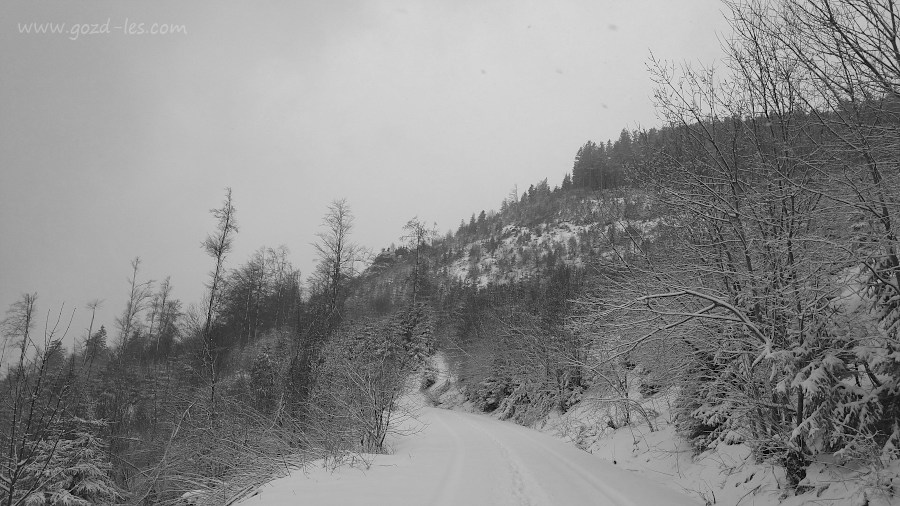 Gozd v snegu