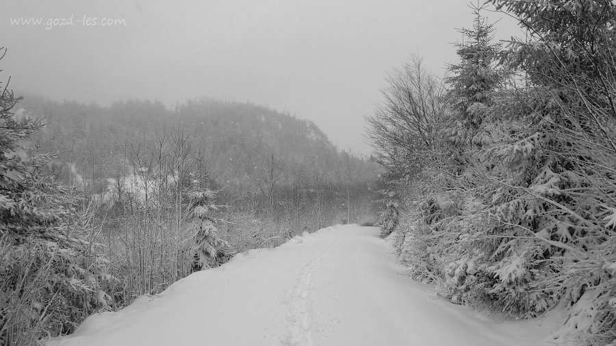 Gozdna cesta v snegu