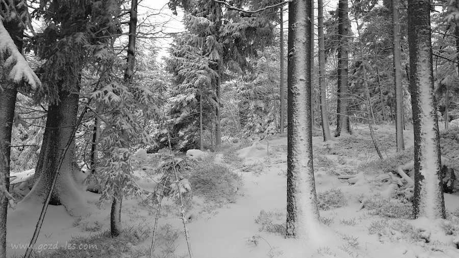 Gozdno podrastje v snegu