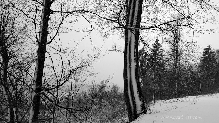Drevo v snegu