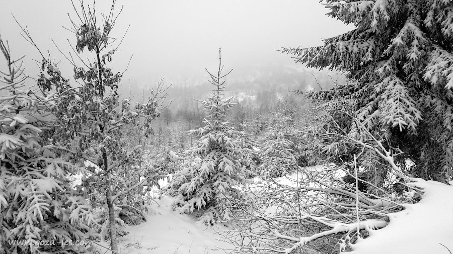 Mlada drevesa v snegu