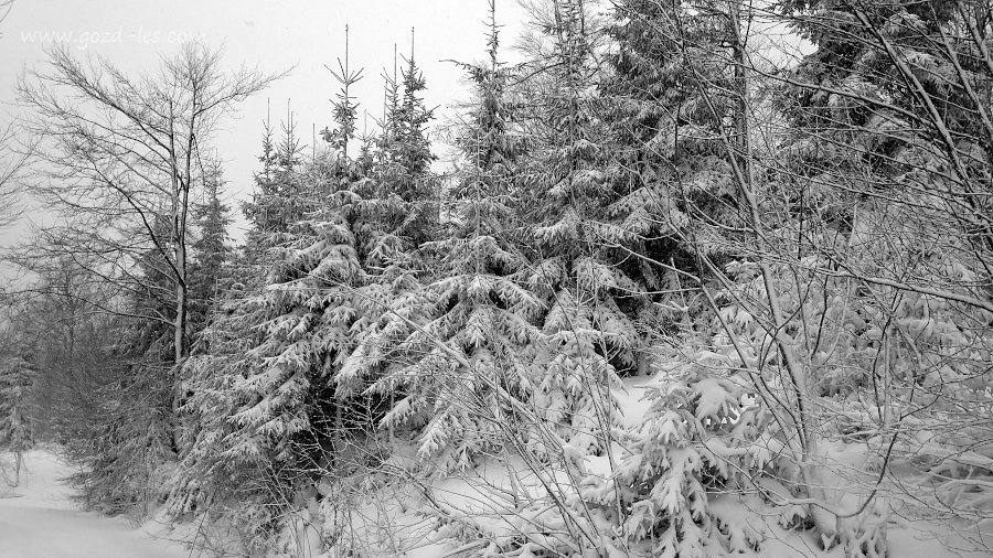 Gozd v snegu