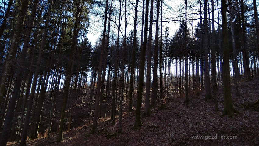 Sestoj smrek s podstojnimi drevesi