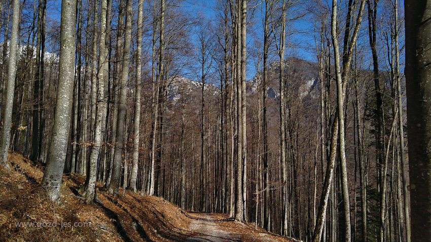 Bukve brez listja, gorski gozd