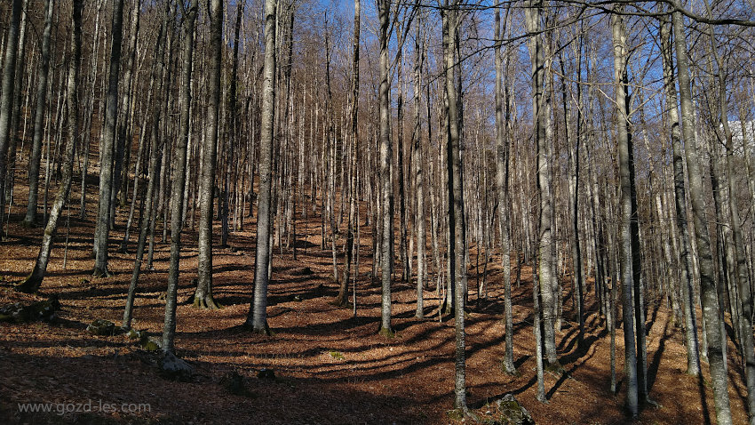 Bukov gorski gozd
