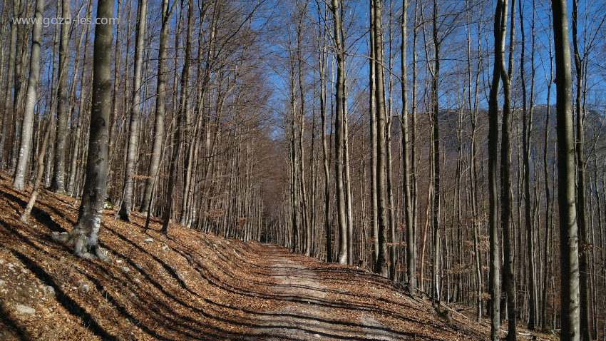 Gozdna cesta v bukovem gorskem gozdu
