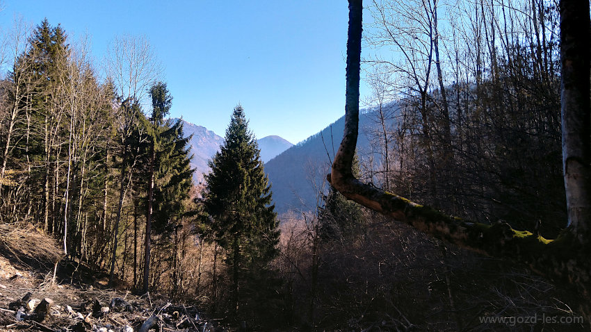 Pogled na nebo iz gozda