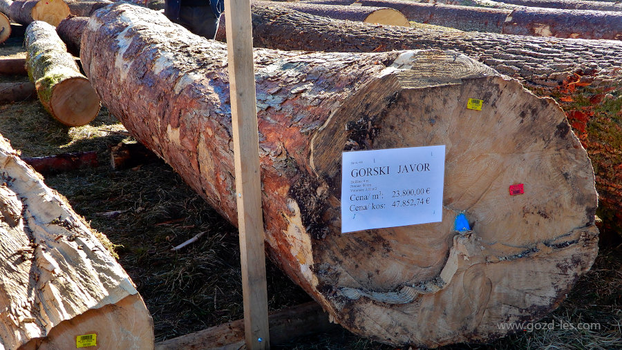 Zmagovalni hlod gorskega javorja na dražbi lesa 2016