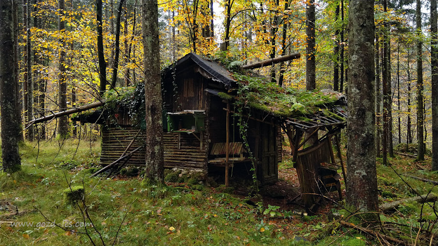 Koča v gozdu