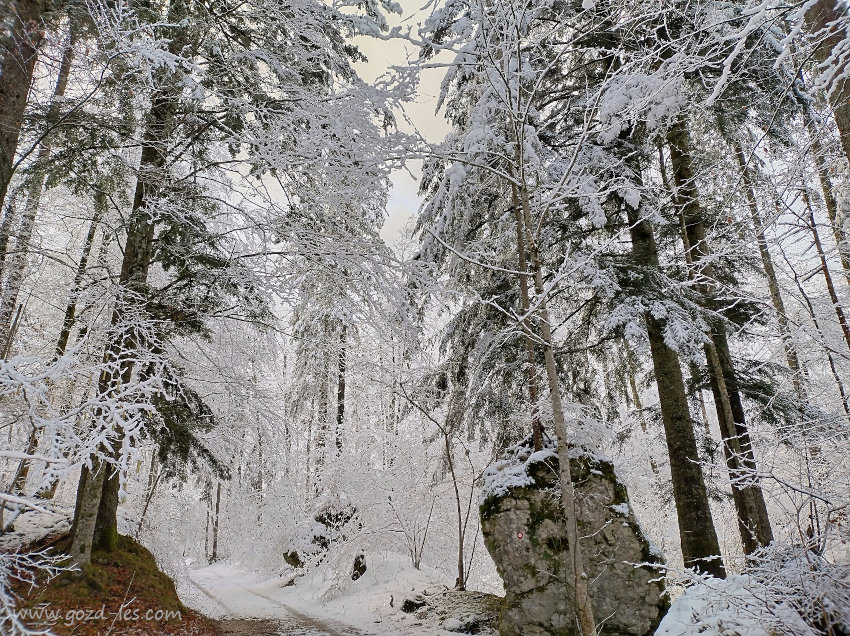 Gozdna cesta v snegu
