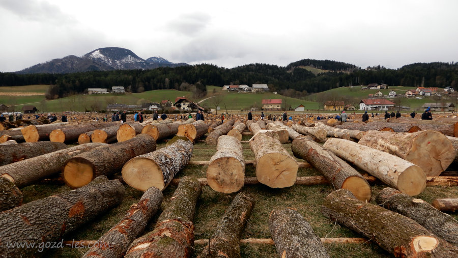 Pogled na dražbo lesa 2023