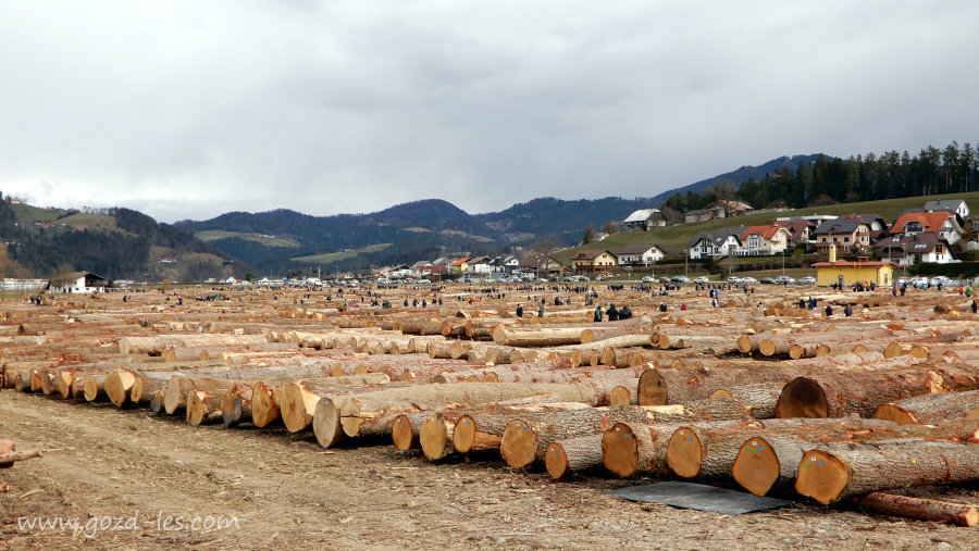 Pogled na hlode na licitaciji lesa 2023