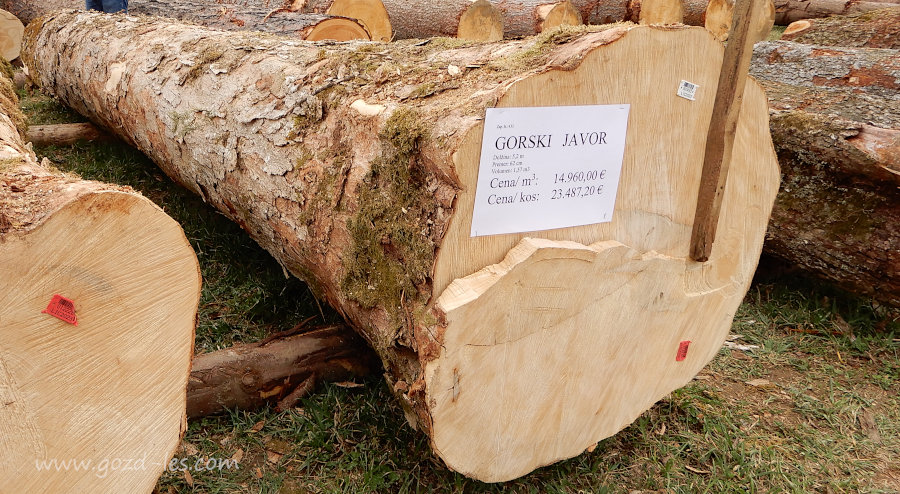 Zmagovalec dražbe lesa 2023