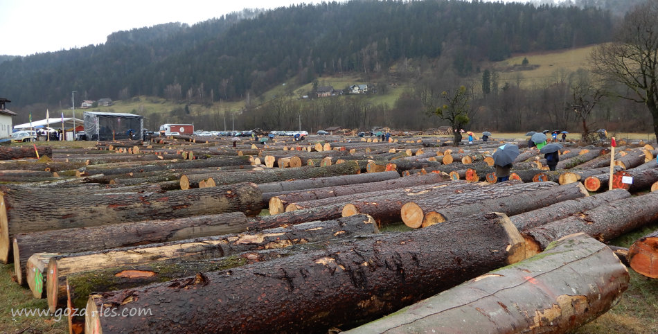 Pogled na hlode na dražbi lesa 2025