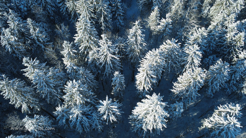 Smreke v snegu iz zraka