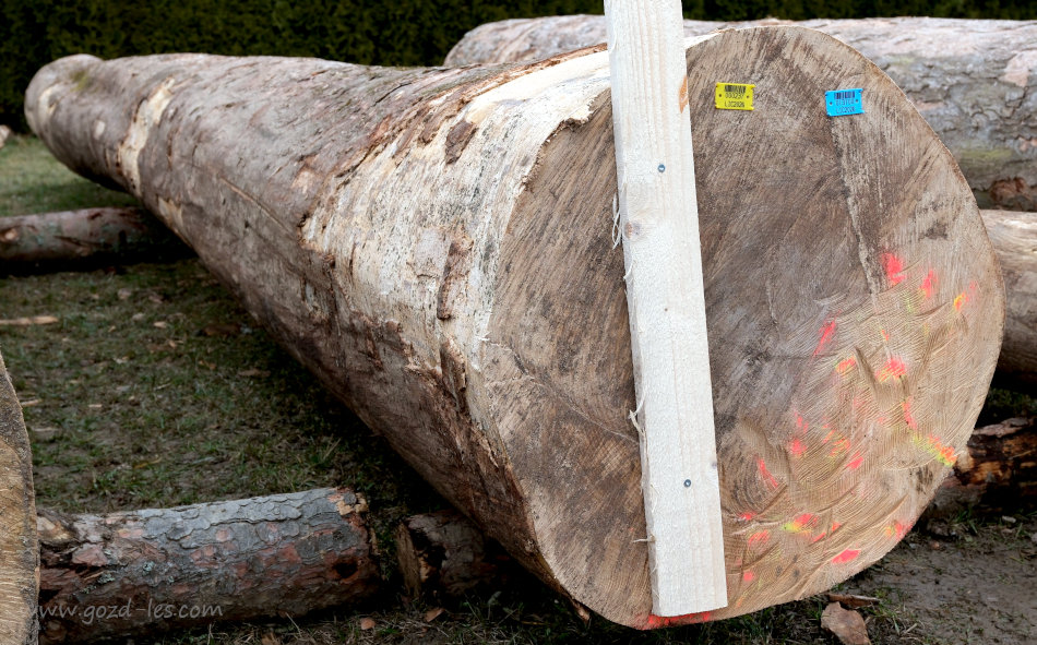 Najdražji hlod gorskega javorja