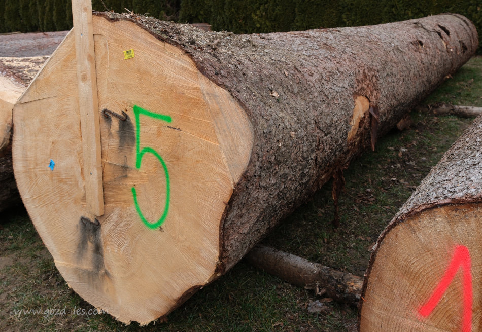 Najdražja smreka na dražbi lesa
