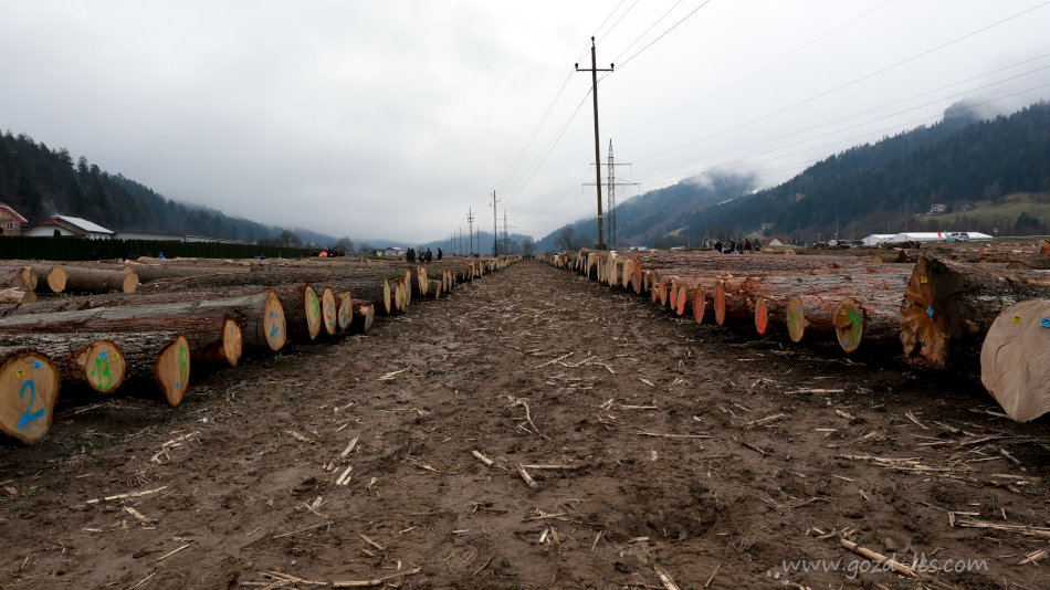 Prihodnost dražbe lesa