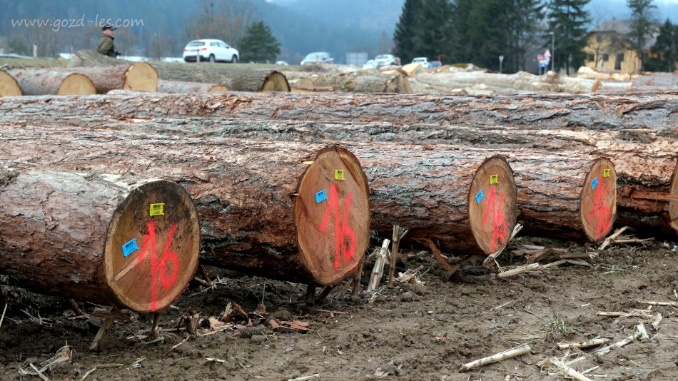 macesnovi hlodi na licitaciji lesa