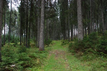 Pot v gozdu