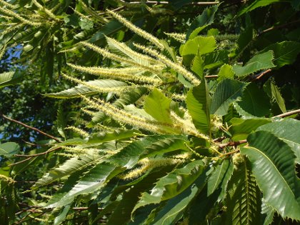 cvet kostanja - Castanea sativa