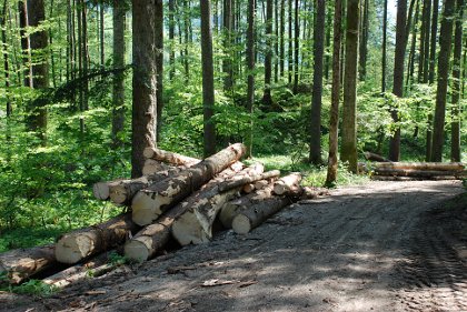 Skladišče lesa v gozdu