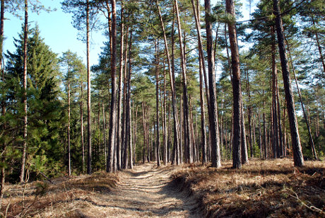 Gozd rdečega bora